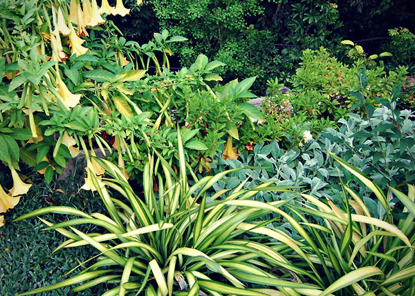 Plantings around a pool area. The steps are down to the pool equipment.
