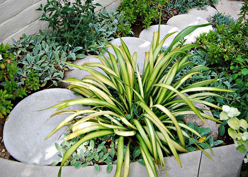 A color palette of yellows, lime greens and blue/grays was chosen for the plantings.